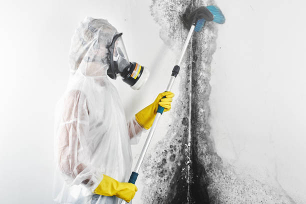 Best Basement Mold Removal  in Royse City, TX