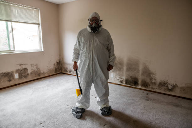 Best Mold Damage Restoration  in Royse City, TX